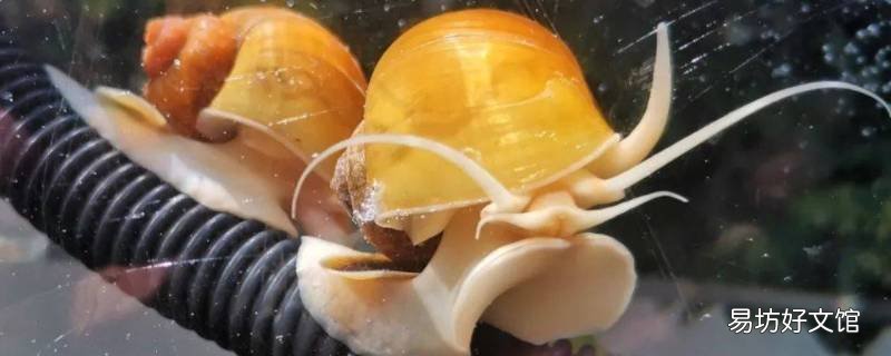 1米鱼缸能放多少个观赏螺