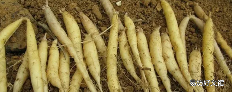 太子参与芡实的虫害