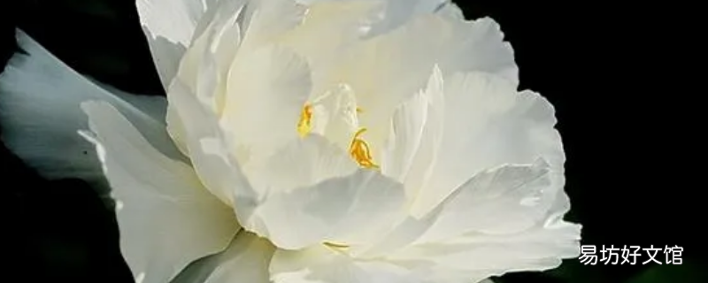 白玉芙蓉寓意
