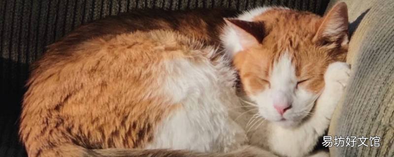 猫怎么想起伙伴