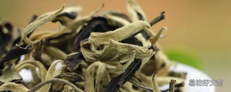 大白毫能不能冷泡