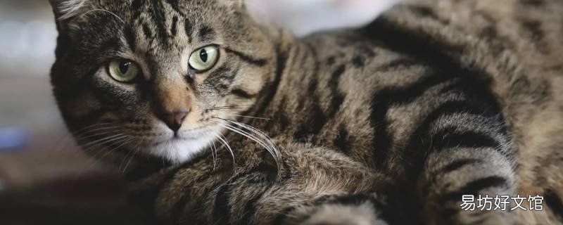 猫吃饭会咬到自己嘴唇吗