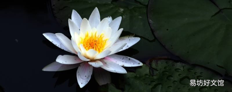 睡莲催芽多久可入泥