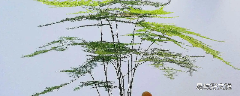 文竹对水质有要求吗