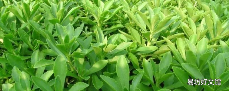 救心菜有块根吗