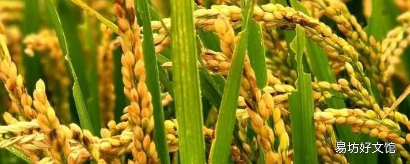 盆栽水稻需要多大的盆