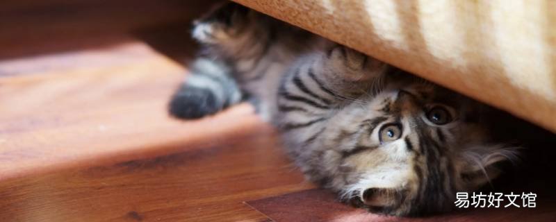 给猫取名官官好吗