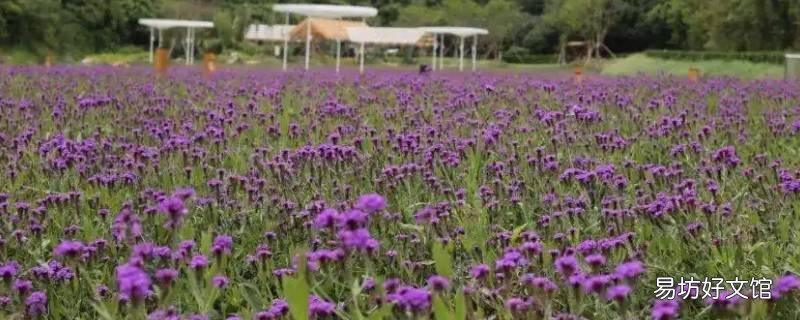 甘坑客家小镇的花海11月还有吗