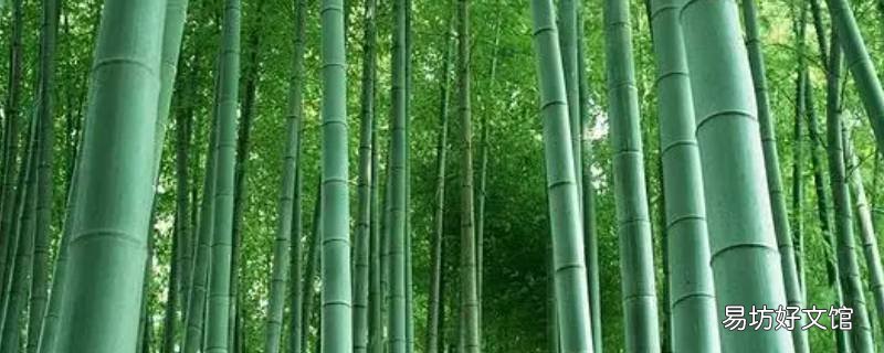 竹子根在水泥地下面行吗