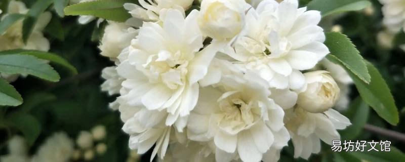 木香花和荷花樱花杏花的相同点