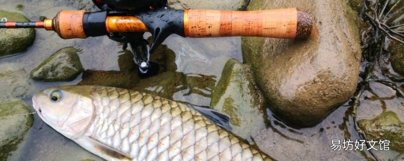 是钓草鱼远点还是鲢鳙远点