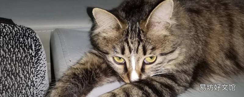 猫为什么趴下总一个前腿抻出