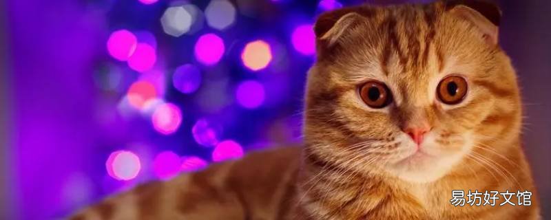 猫能吃蜂蜜酸奶吗