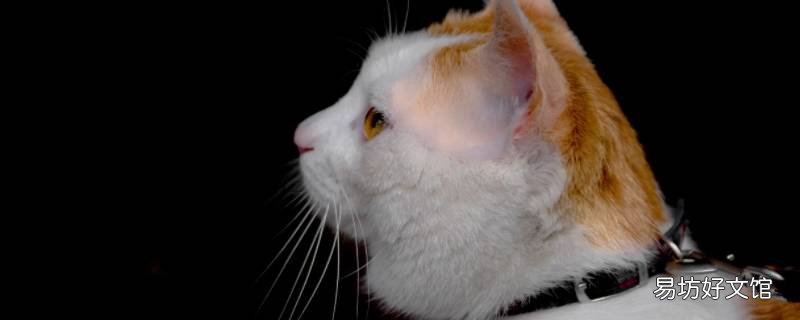 猫和蜜蜂谁的嗅觉更灵敏