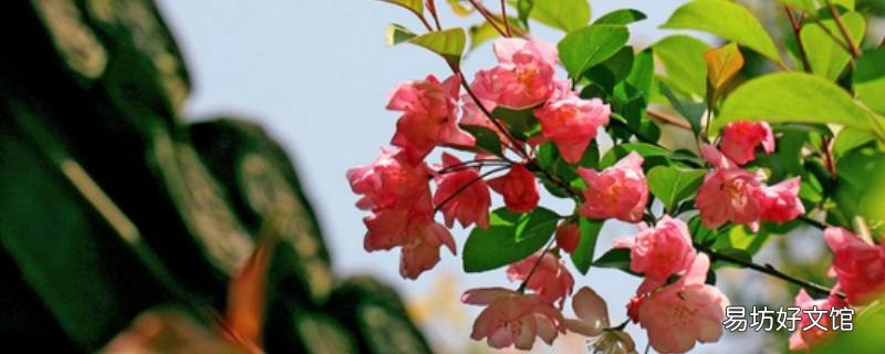 麻叶海棠11月开花吗