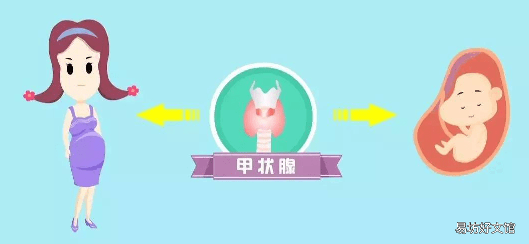 备孕为什么要查甲状腺功能?它对怀孕有什么影响?