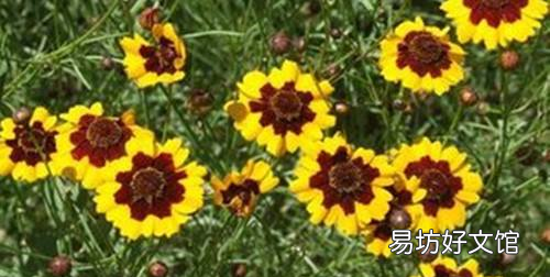 自己种的天山雪菊栽花泡水可以吗