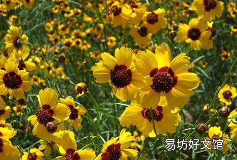 自己种的天山雪菊栽花泡水可以吗