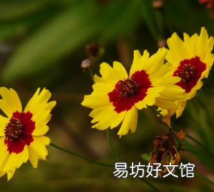 自己种的天山雪菊栽花泡水可以吗