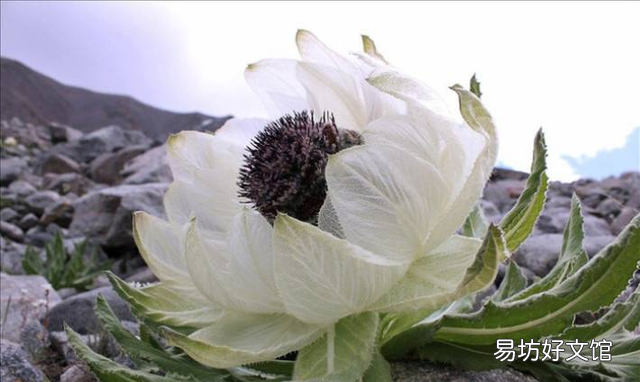 自己种的天山雪菊栽花泡水可以吗