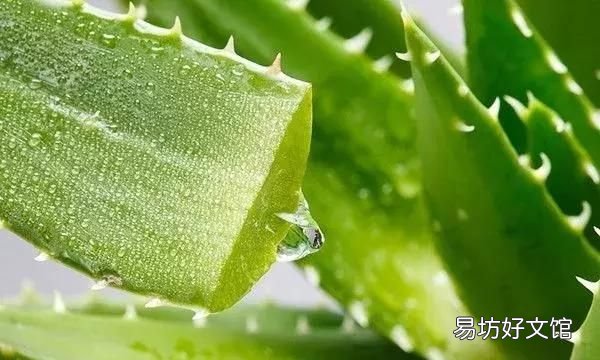 如何区分心血管病和胃病,有胃病能吃治心血管中药吗