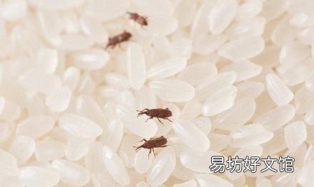 大米里的虫子不小心吃了会怎么样