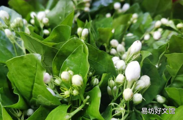 40岁女人秋季适合喝哪种茶