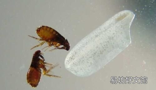 跳蚤产生的主要原因