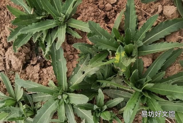 果树刺儿菜用什么除草剂可根除 小麦田刺儿菜用什么除草剂好