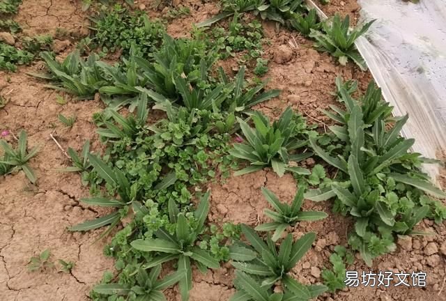 果树刺儿菜用什么除草剂可根除 小麦田刺儿菜用什么除草剂好