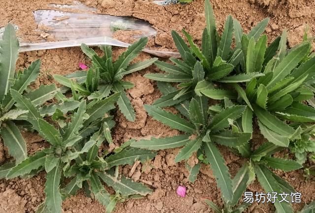 果树刺儿菜用什么除草剂可根除 小麦田刺儿菜用什么除草剂好
