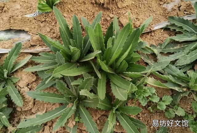 果树刺儿菜用什么除草剂可根除 小麦田刺儿菜用什么除草剂好