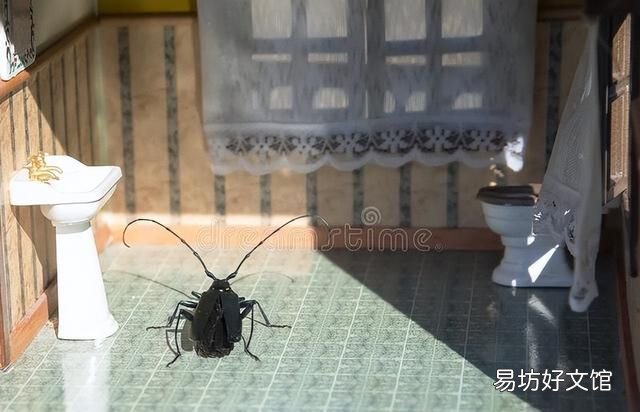 用什么拖地可以驱赶蟑螂