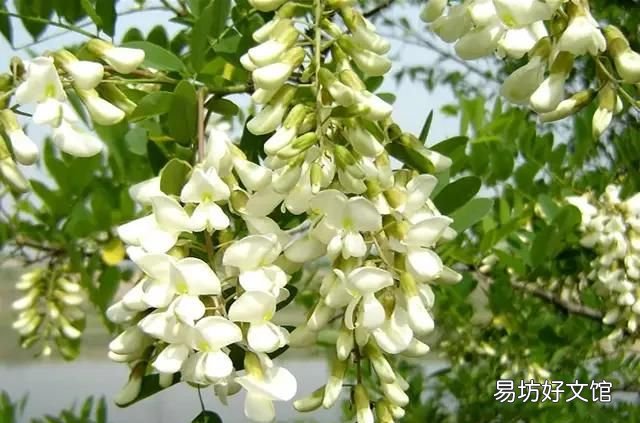槐树花有什么作用