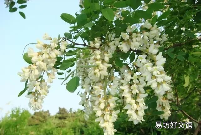 槐树花有什么作用