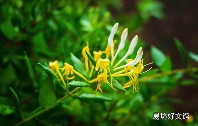 金银花没太阳晒可以放冰箱冷藏吗
