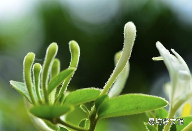 金银花没太阳晒可以放冰箱冷藏吗