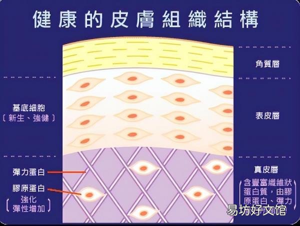 精华露和精华液的正确使用方法 水,乳,霜,精华液的正确使用顺序