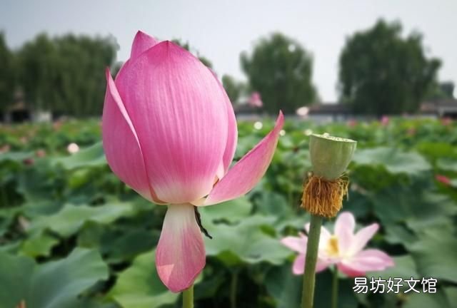白洋淀是北京最大的淡水湖吗,白洋淀湖泊介绍