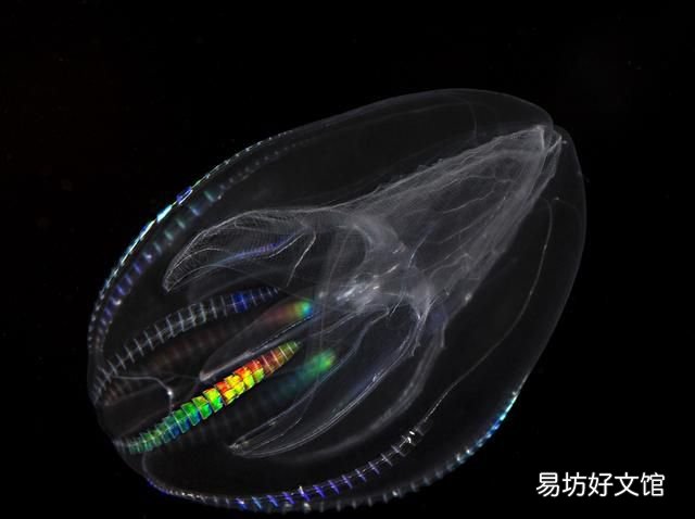 人类终极祖先是什么动物 人类祖先啮齿兽躲在洞里没灭绝