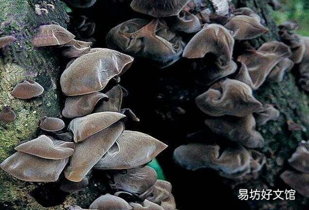 怎么种植毛木耳