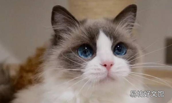 宠物猫都有啥品种，72种猫咪品种大全图片