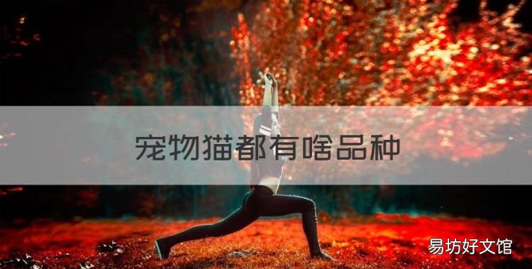 宠物猫都有啥品种，72种猫咪品种大全图片