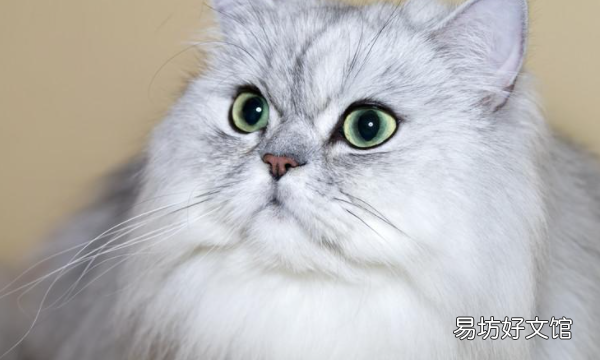 宠物猫都有啥品种，72种猫咪品种大全图片