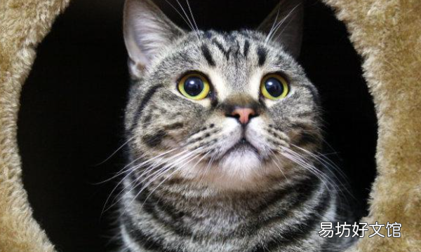 宠物猫都有啥品种，72种猫咪品种大全图片