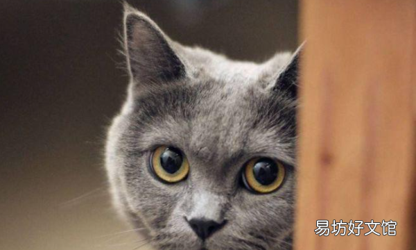 宠物猫都有啥品种，72种猫咪品种大全图片
