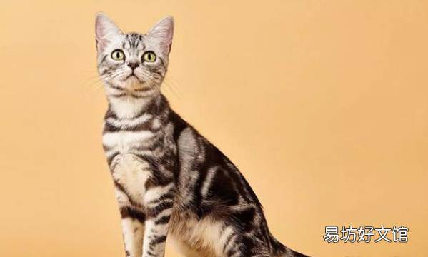宠物猫都有啥品种，72种猫咪品种大全图片
