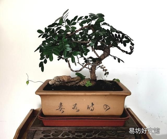 香叶树有什么东西