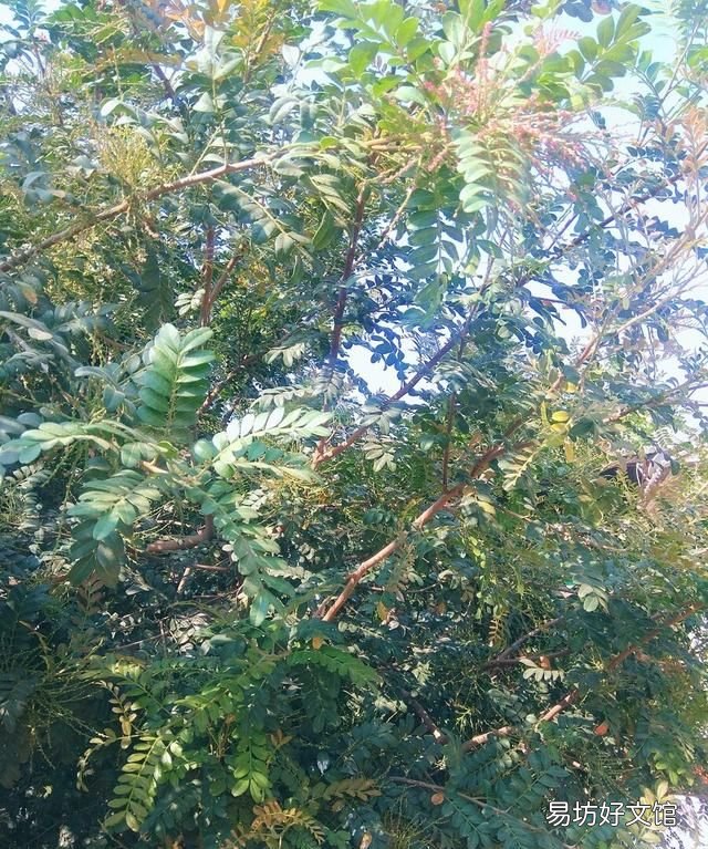 香叶树有什么东西