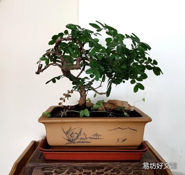 香叶树有什么东西